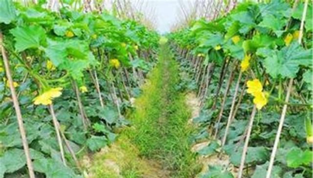  冬瓜：冬瓜有哪些种植方法？适合在什么季节种植？种植期间有哪些需要注意