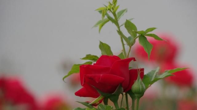  「看起来颇为」茶花蟹爪兰爱嫁接！钻个洞，插根枝，它们开花更具色泽感！