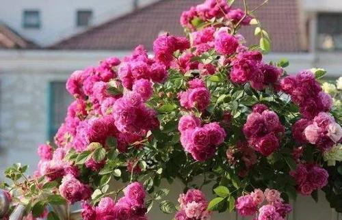 『修剪』月季花开谢后,做好这件事,花苞越开越多