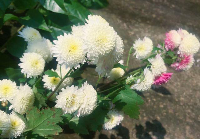  『需注意』冬季在阳台上养几盆杭菊，管理只需注意4点，一开春就能赏花