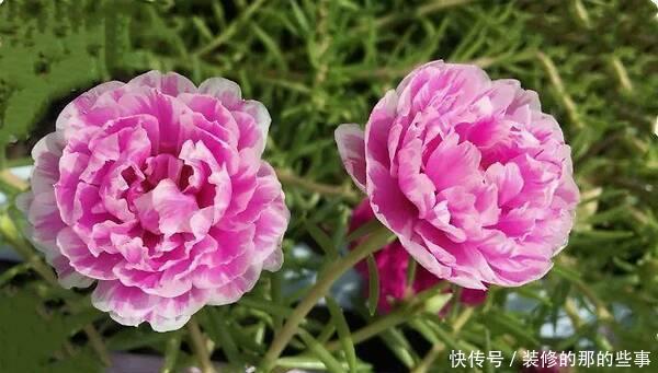  「光照」喜欢在家中养护漂亮的花卉，就选择开花量繁多，花色绚丽的花卉养