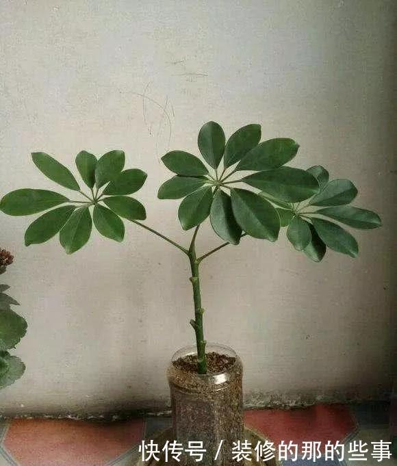  『花钱买』养花技巧：最难养的3种花，扦插100%活，下次别再花钱买啦
