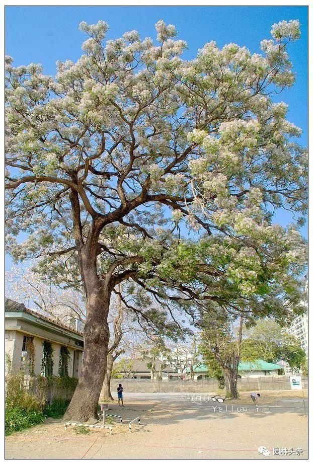 苦楝：这个乡土树种不一般，被誉为“可解决全球难题之树”