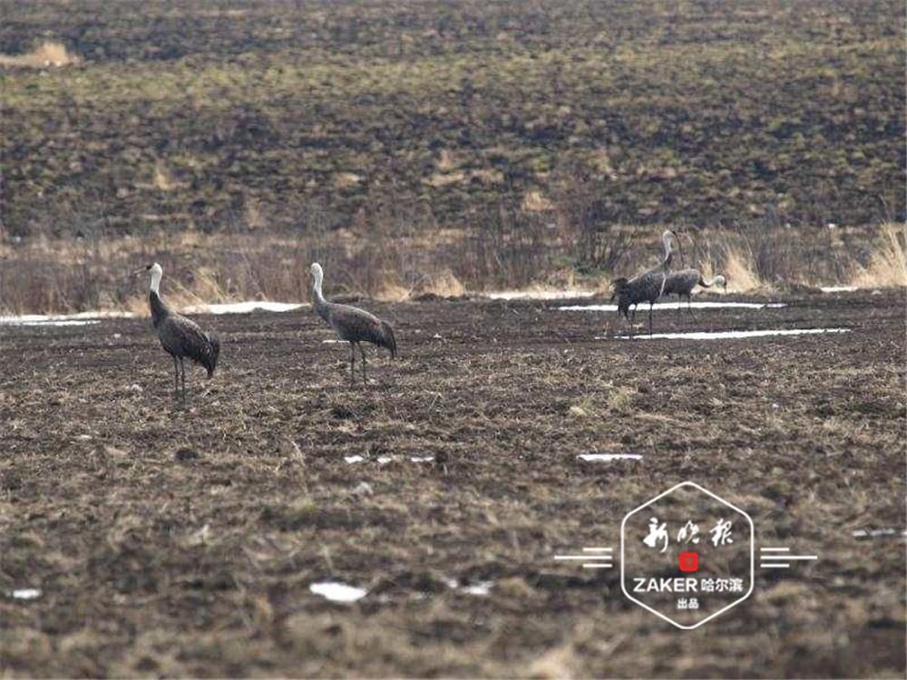  「保护区」黑龙江大沾河湿地的白头鹤“回家了”