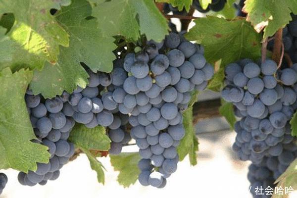 世界上最古老的葡萄树,已达''176岁''高龄,每年仍然可产7吨葡萄