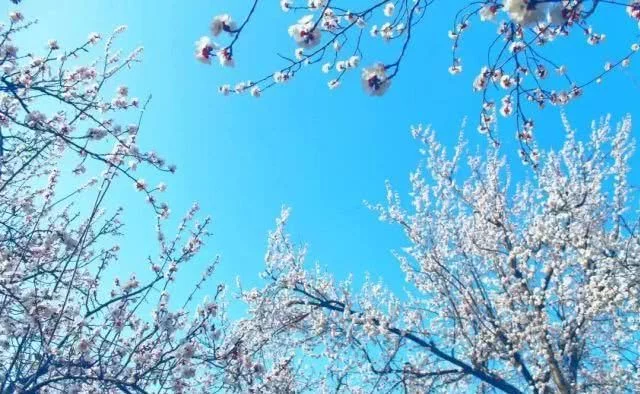 阳春三月,群芳争艳!来看西安这些“花花世界”的最佳踏春赏花指南