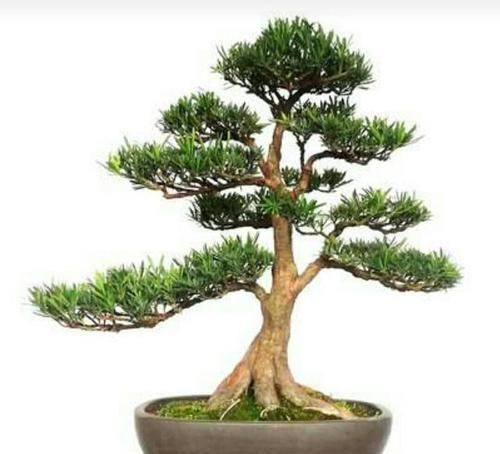 树形■养罗汉松盆景,怎样养出优美树形,增加观赏性