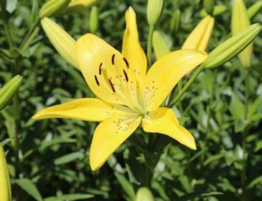  『便宜』不会养花？就养这5款“便宜花”，年年开花不断，花色多又艳，美