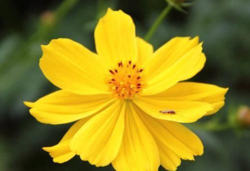  不妨：喜欢牡丹，不妨养“珍稀玫瑰”宠爱小姐，金蕊红衣，清奇美丽！