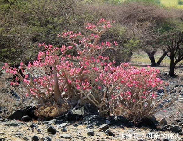 地球上最像外星世界的地方,这里的动植物仿佛来自火星!