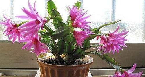  『蟹爪兰』'爱吃醋'的3种花卉，投其所好，枝叶茂盛，花朵娇艳漂亮
