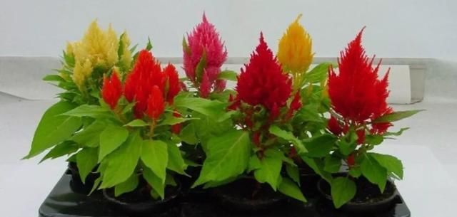  适合■适合盆栽的七彩鸡冠花，花色艳丽颜值高，全年都是“灿烂迷人”的花朵！