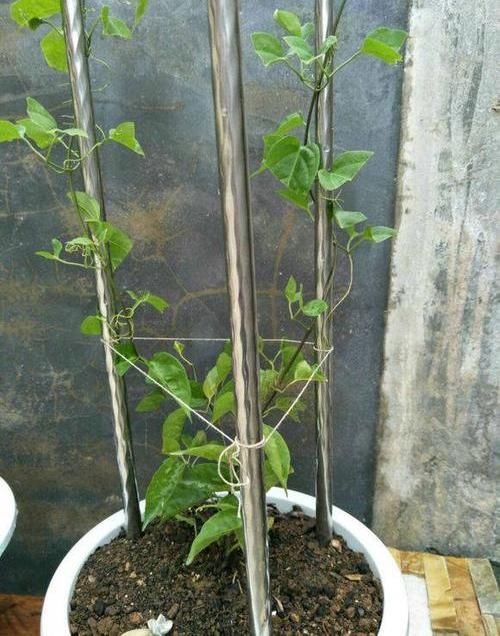  「开成」养棵“炮仗花”，花开3季，阳台开成花园，花瓣漂亮，不怕低温