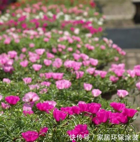 #品种#太阳花竟也有这么多品种,开成花海,也能成为惊世美景