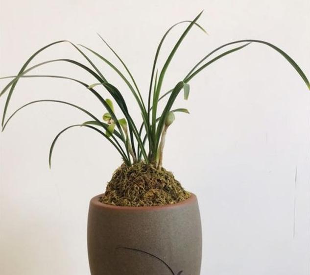 牢记|养兰花,牢记“欲速则不达”,这样兰花才容易长旺开花