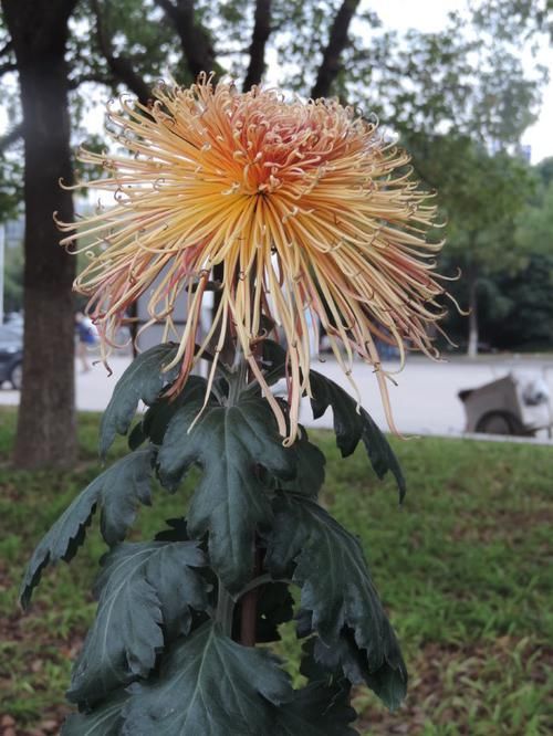 「中华」喜欢菊花,不如养盆“菊中精品”中华溢彩,灵动飘逸,流光溢彩!
