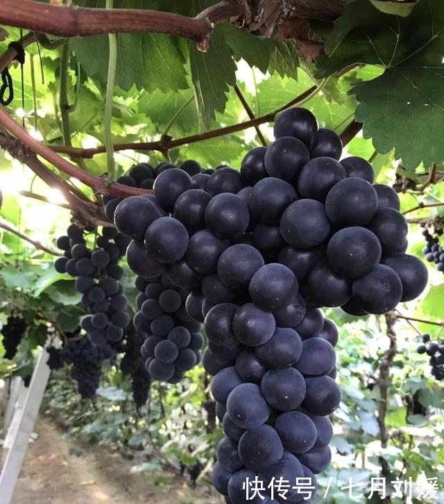 九月来鲅鱼圈旅游，吃地道的本海海鲜，吃地道的熊岳巨峰葡萄