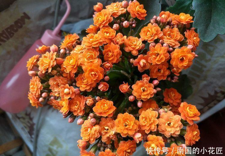  『五彩石竹』在家中养护花卉，就选择花色梦幻的5种花，妖娆优雅，非常的漂亮