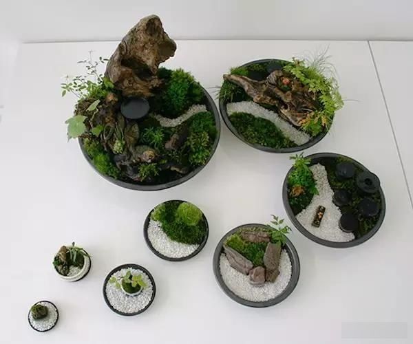  「极豆」治愈系的极豆盆栽