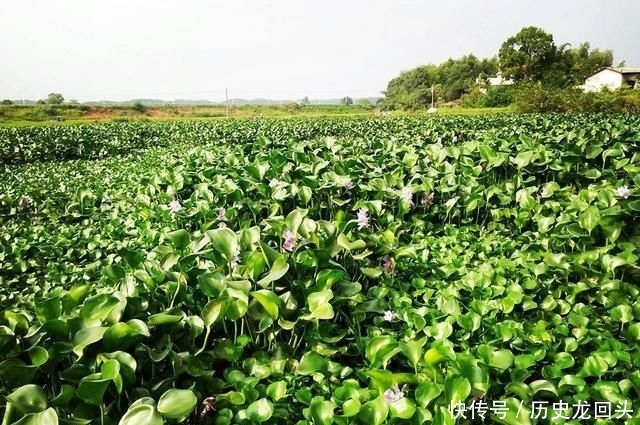  「利润」3个月可长满一亩池塘，亩利润近5千元，农民种植它有前