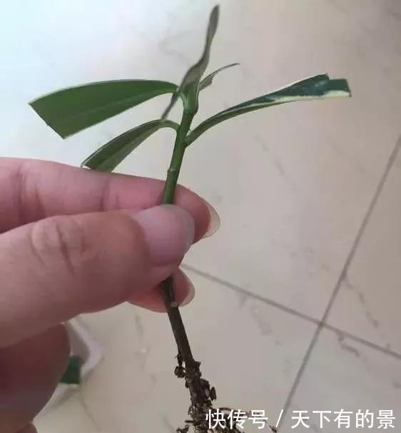  「冬天」5种花“冬天”能扦插，不黑腐成活率高，生根快一倍