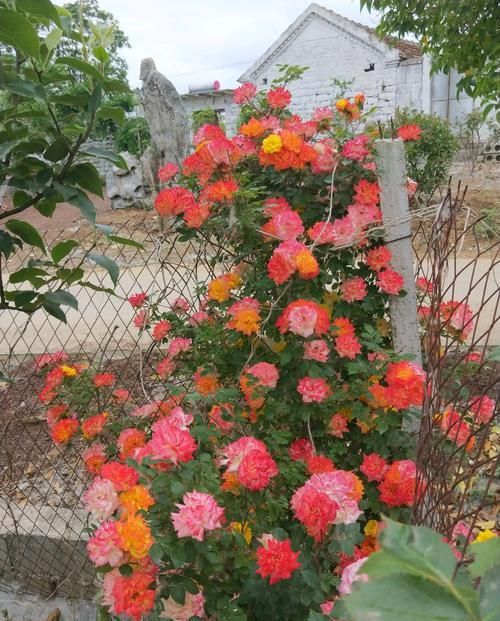  【称为】这几款花卉，被称为“开花机器”，家里养一盆，花开繁盛惹人爱