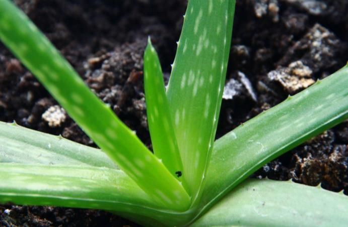  「植物」新手最适合养“4种花”，开花美又好养护，让你家阳台四季绚烂