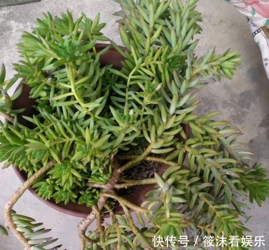  「以用来扦插」养了5年的千佛手，是该修整一下，剪下来枝条叶片可以扦插叶插