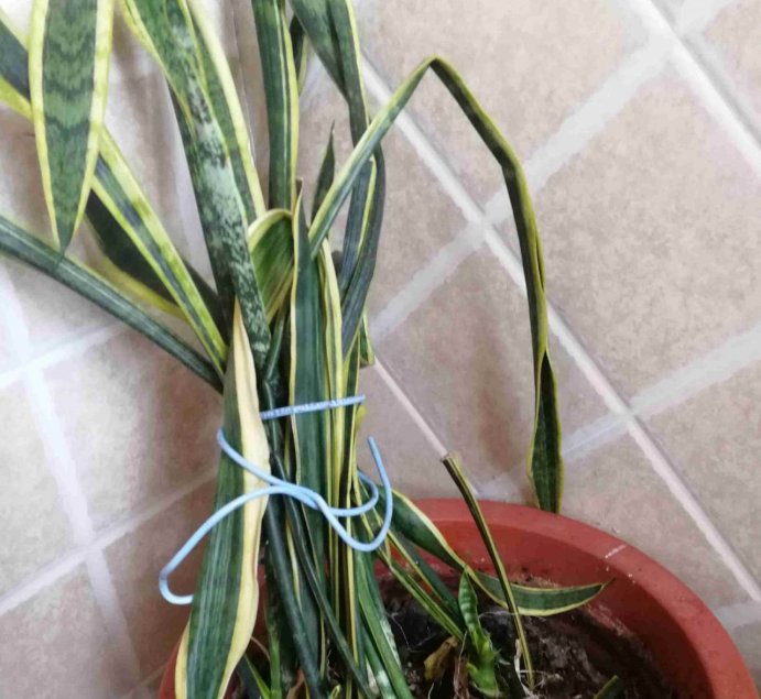  解植物■“养花杀手”养出来的花是什么样子？哈哈哈，笑死我了！