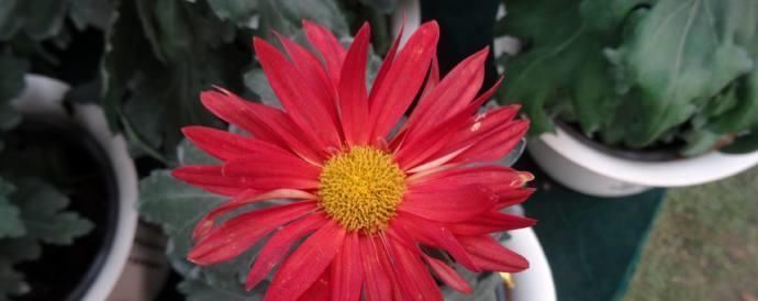 「红霞」喜欢菊花的话,养花罗的优秀名字菊花就行了桃子像吐红霞一样,红光要掉下来了欣赏