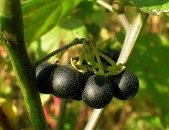 农村中抬眼可见的小野果，小朋友曾经用来当零食，却不知毒性很大