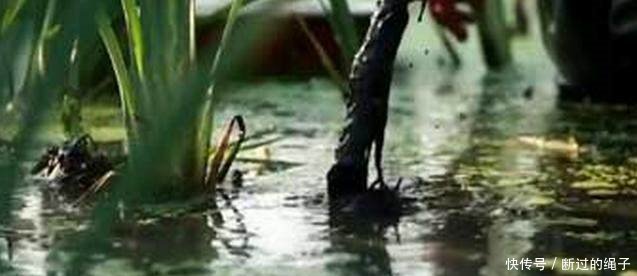 农村夫妻废水田培植一种宝贝，四季生长，一斤就卖20元