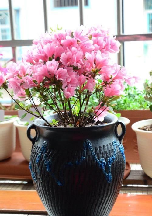  #牡丹#这四种花非常适合懒人养，不花精力也能疯长，花开美艳动人