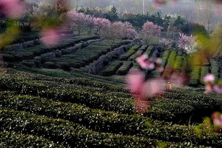  『日照』日照岚山：清明时节好春光，家家户户采茶忙