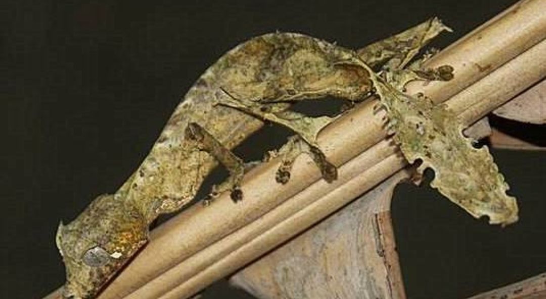 『狙击手』动物界的狙击手,伪装能力一级棒。