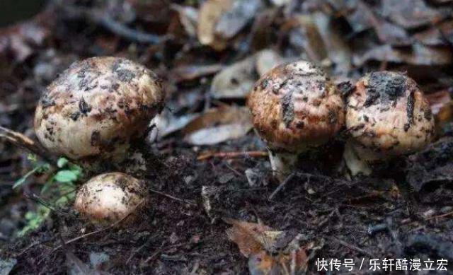 中国最神奇的县城,建立在悬崖上,全城仅一条主街道,想掉头都难