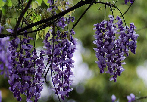  『香喷喷』这些花超级好养活，养在客厅家里香喷喷，一养就爆盆