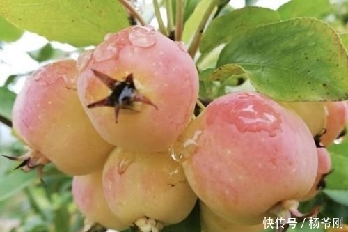  『果子』1种果树，结出的果子像“小苹果”，颜色奇特，小时候会去摘！
