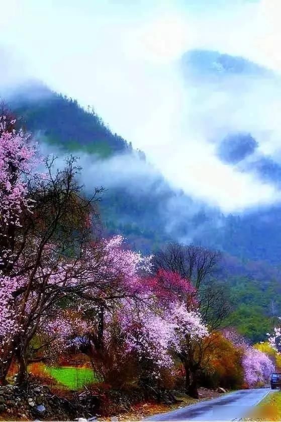  「樱花」中国这些花开成海的地方，美极了