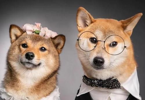  婚纱照：这对柴犬情侣婚纱照甜到爆，背后的故事羡煞一众单身狗