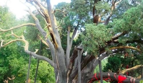  【小山村】中国最“神奇”的4棵树，每一颗都非常“罕见”，广东的在地铁口