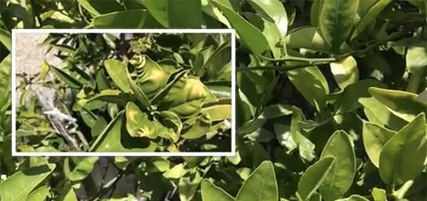  『微量元素』给花卉绿植用了复合肥，为什么叶子还是慢慢变黄了？