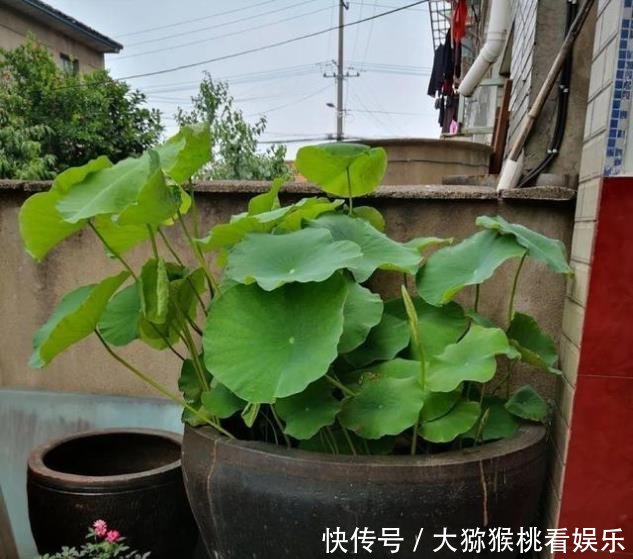 「大缸养」农村淘汰的大水缸,种上月季绣球君子兰,开花刹不住,变成大土豪!
