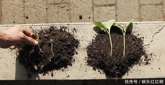 现在农村种地大户，到底挣不挣钱，农村小伙精心分析，结果很意外