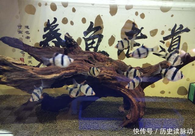 #何种#小鱼缸饲养观赏鱼,应该选择什么品种,何种过滤形式为好?