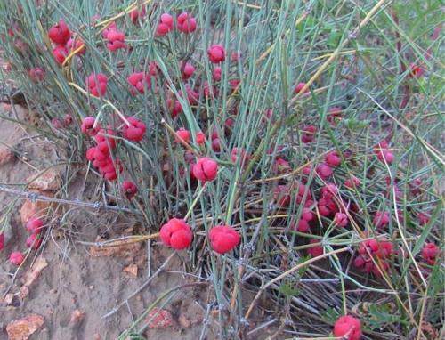  「随处可见」几十年前随处可见的杂草，现在被人们广泛种植！
