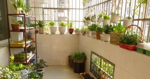  「技巧」阳台养花有技巧，这样搭配种植，四季有花赏，开成小花园