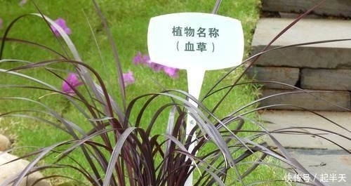  #人称#这东西，人称“血草”，名字吓人却是一“宝”，野外遇见，请珍惜