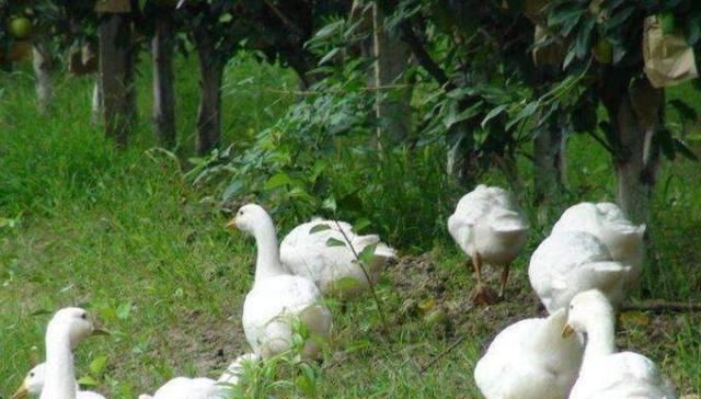  养鹅：果园里养鹅对果树有影响吗？
