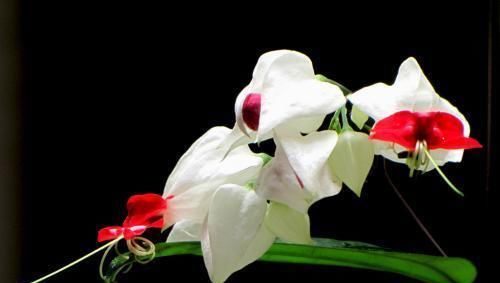 「龙吐珠」花卉龙吐珠推荐,开花量大,养护简单